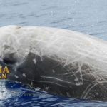 Cuviers Beaked Whale Dive Paus Menghuni Perairan Dalam 300m