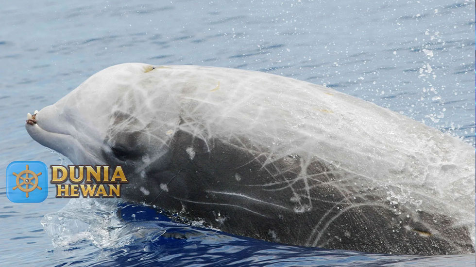 Cuviers Beaked Whale Dive Paus Menghuni Perairan Dalam 300m