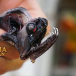 Dragonfish Ikan Bersirip Kipas Mirip Seperti Alien di Laut Dalam