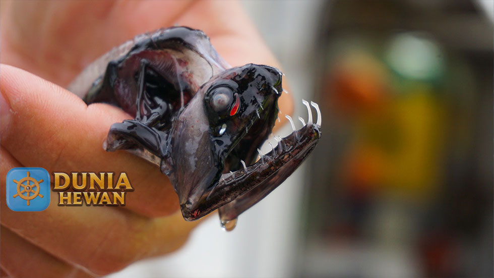 Dragonfish Ikan Bersirip Kipas Mirip Seperti Alien di Laut Dalam