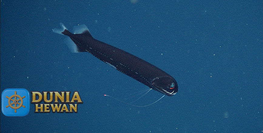 Dragonfish Ikan Bersirip Kipas Mirip Seperti Alien di Laut Dalam
