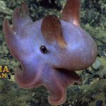 Dumbo Octopus Adalah Gurita yang Tinggal di Zona Pelagik