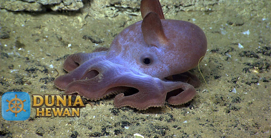 Dumbo Octopus Adalah Gurita yang Tinggal di Zona Pelagik