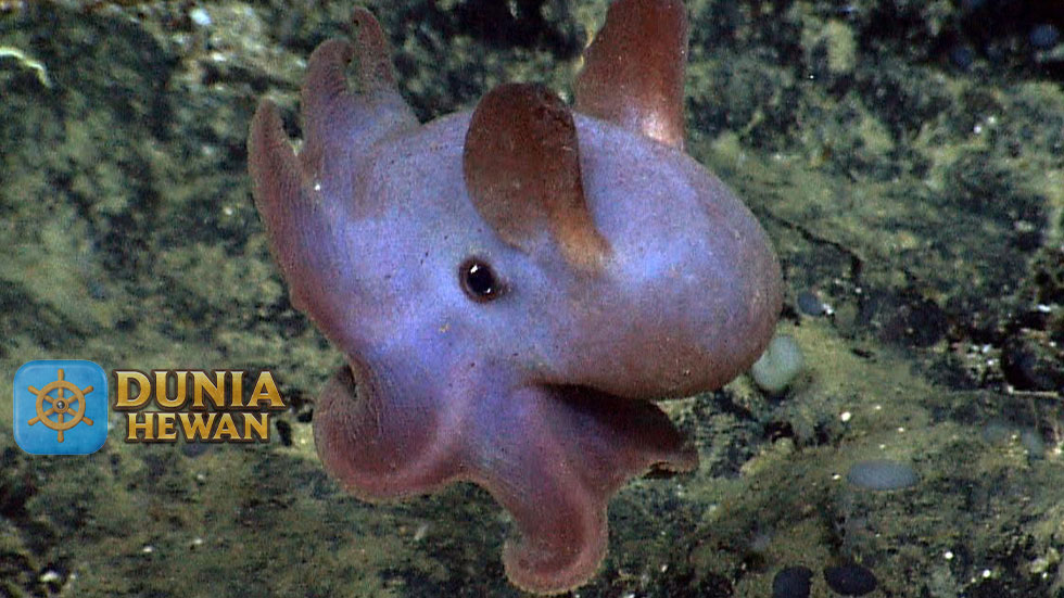 Dumbo Octopus Adalah Gurita yang Tinggal di Zona Pelagik