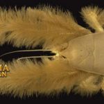 Fakta Unik Lobster berbulu di Pedalaman Laut Dengan Capit Bulu