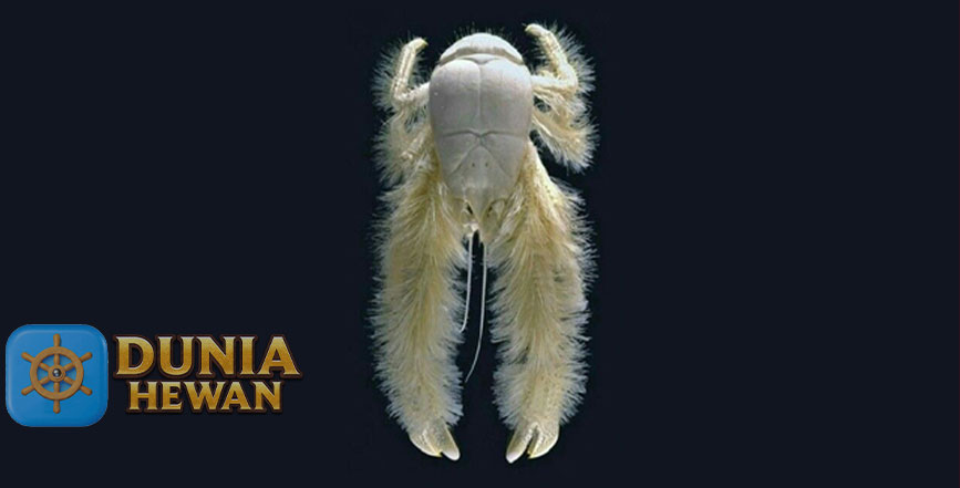 Fakta Unik Lobster berbulu di Pedalaman Laut Dengan Capit Bulu