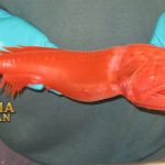 Flabby Whalefish Ikan yang Hidup Pada Kedalaman 3.500 Meter