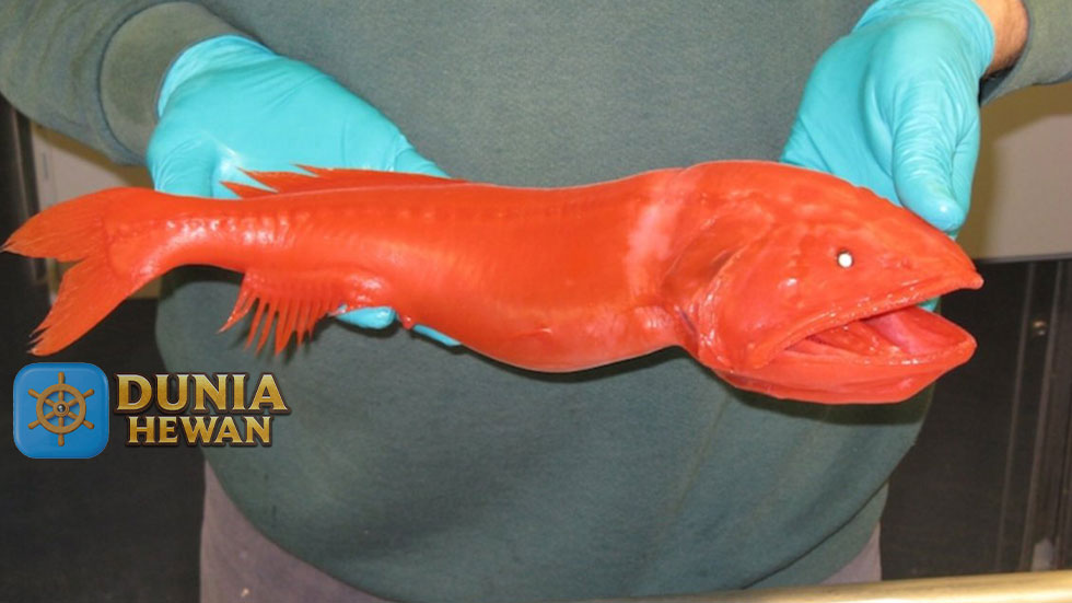 Flabby Whalefish Ikan yang Hidup Pada Kedalaman 3.500 Meter