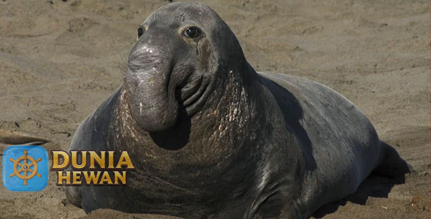 Gajah Laut Harus Menyelam ke dalam Laut Untuk Mencari Makan