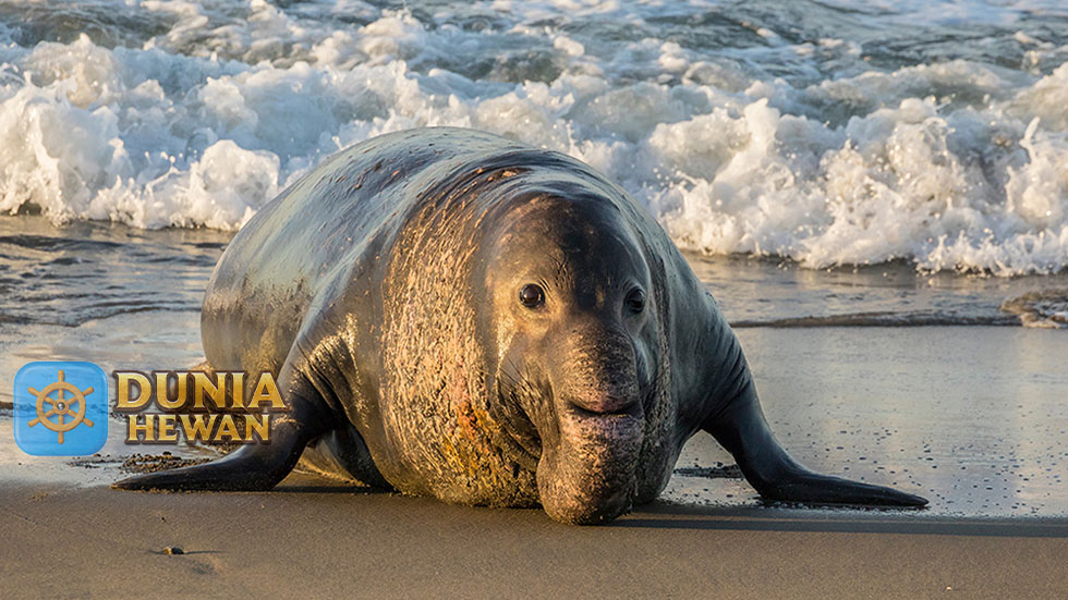 Gajah Laut Harus Menyelam ke dalam Laut Untuk Mencari Makan