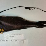 Gigantactis Ikan Laut Bersirip Pari yang Hidup di Samudera Atlantik