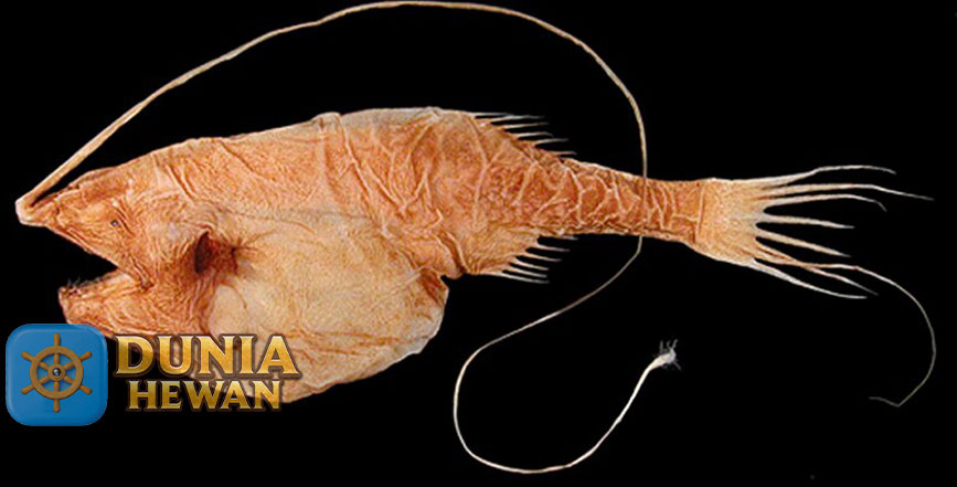 Gigantactis Ikan Laut Bersirip Pari yang Hidup di Samudera Atlantik