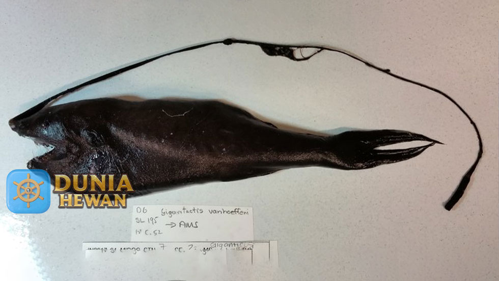 Gigantactis Ikan Laut Bersirip Pari yang Hidup di Samudera Atlantik