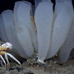 Glass Sponge Adalah Hewan tak Bertulang Belakang