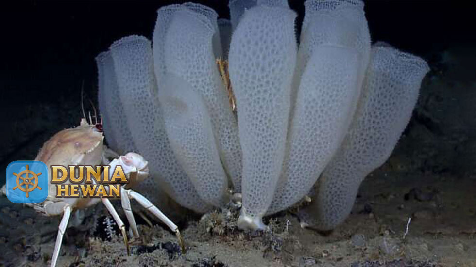 Glass Sponge Adalah Hewan tak Bertulang Belakang