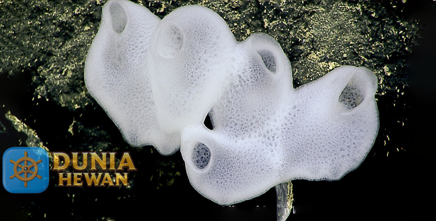 Glass Sponge Adalah Hewan tak Bertulang Belakang
