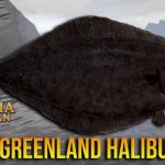 Greenland Halibut Ikan Sebelah Kanan Hidup di Pedalaman 500m