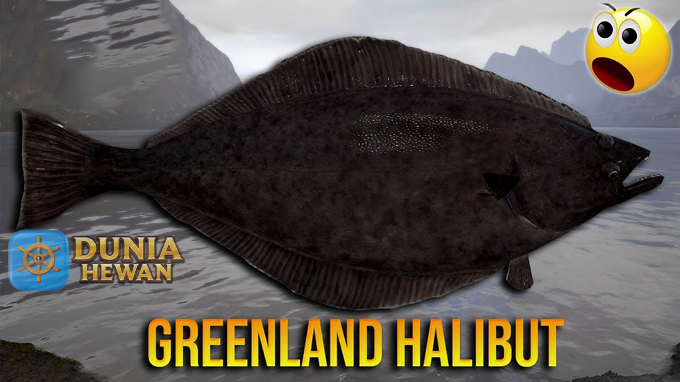 Greenland Halibut Ikan Sebelah Kanan Hidup di Pedalaman 500m