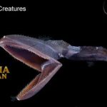 Gulper Eel Merupakan Ikan Pari Bersirip yang Mirip Dengan Belut