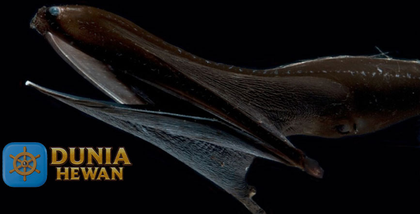 Gulper Eel Merupakan Ikan Pari Bersirip yang Mirip Dengan Belut