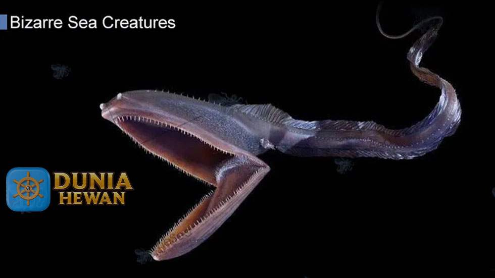 Gulper Eel Merupakan Ikan Pari Bersirip yang Mirip Dengan Belut