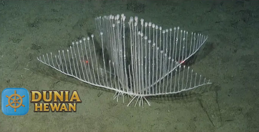 Harp Sponge Spesies Memiliki Tubuh yang Berpori dan Keras
