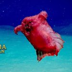 Headless Chicken Fish Timun Laut Adalah Ikan Ayam Tanpa kepala