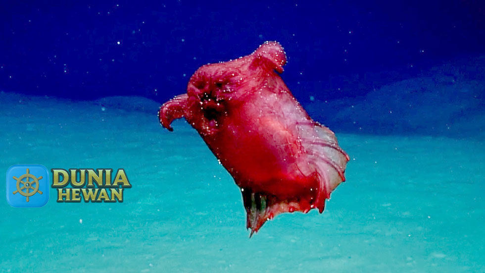 Headless Chicken Fish Timun Laut Adalah Ikan Ayam Tanpa kepala