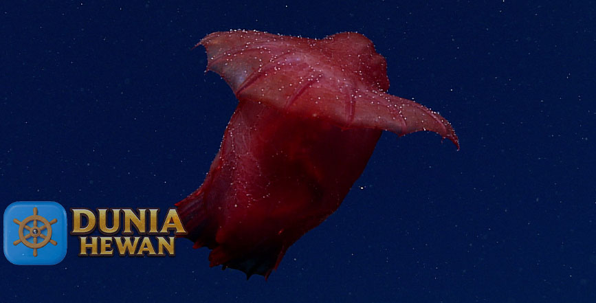 Headless Chicken Fish Timun Laut Adalah Ikan Ayam Tanpa kepala