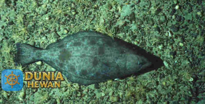 Greenland Halibut Ikan Sebelah Kanan Hidup di Pedalaman 500m