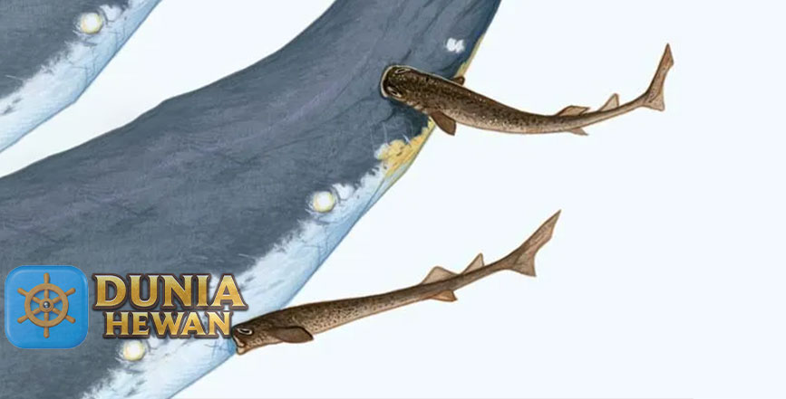Cookiecutter Shark Adalah Hiu Pemotong Menyerang Ikan Lainnya