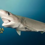 Hiu sapi Predator Terbesar di Dalam Laut Hiu Enam Ingsang