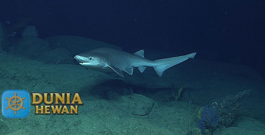 Hiu sapi Predator Terbesar di Dalam Laut Hiu Enam Ingsang