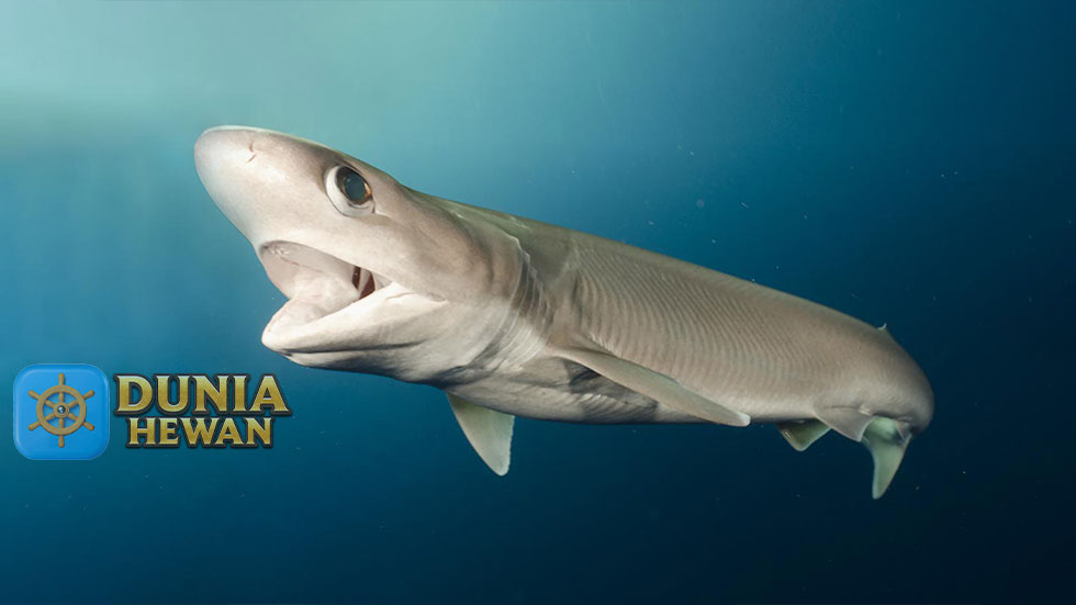 Hiu sapi Predator Terbesar di Dalam Laut Hiu Enam Ingsang