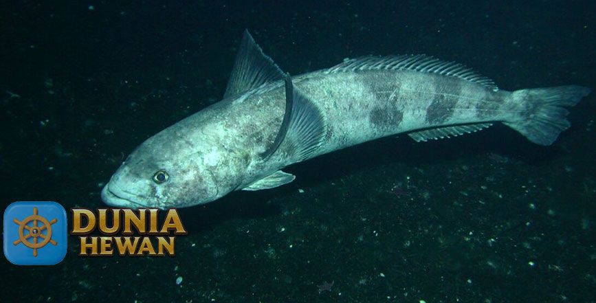 Patagonian Toothfish Ikan yang ditemukan di Perairan Dingin