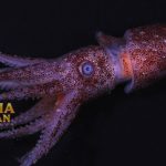 Jewel Squid Hidup di Pedalaman Laut Atlantik dan Mediterranean