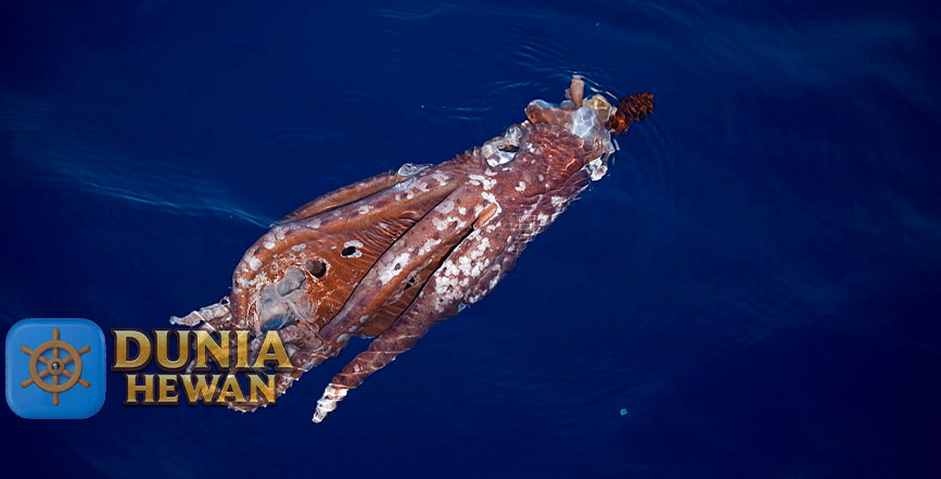 Jewel Squid Hidup di Pedalaman Laut Atlantik dan Mediterranean