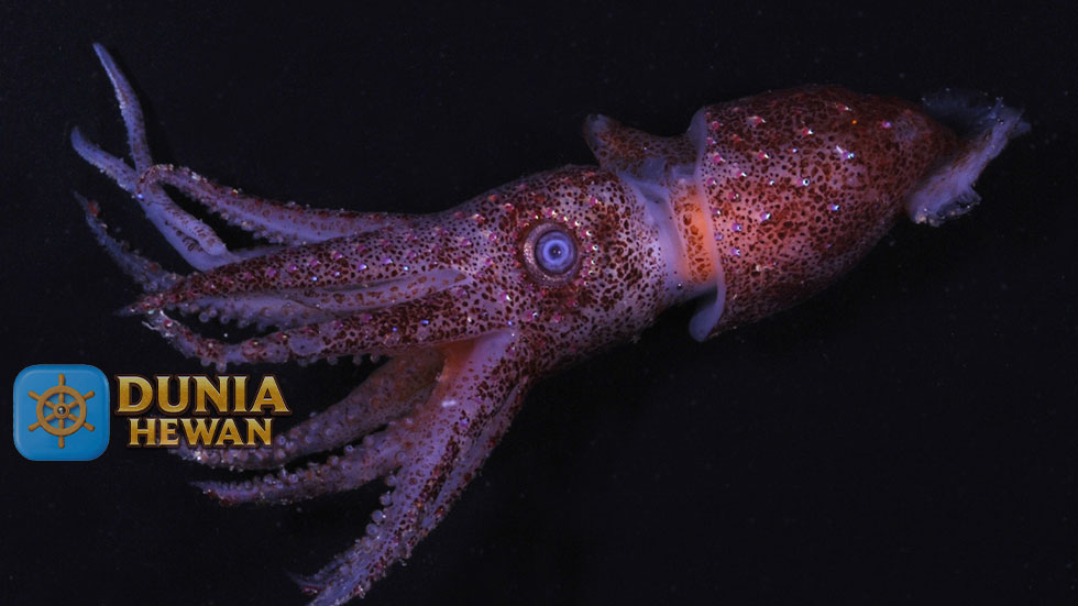 Jewel Squid Hidup di Pedalaman Laut Atlantik dan Mediterranean