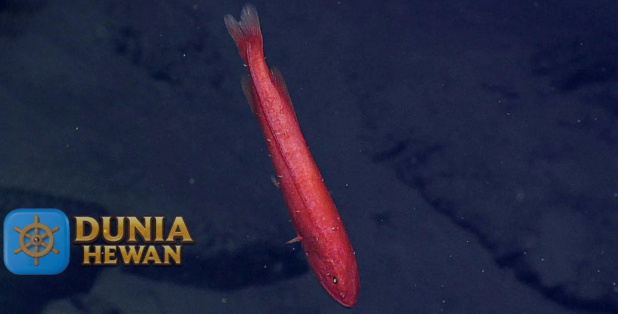 Flabby Whalefish Ikan yang Hidup Pada Kedalaman 3.500 Meter