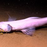 Lizardfish Ikan Berbentuk Kadal Hidup di Perairan Laut yang Dalam