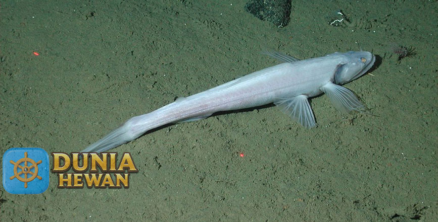 Lizardfish Ikan Berbentuk Kadal Hidup di Perairan Laut yang Dalam