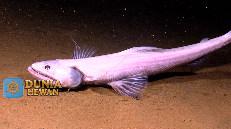 Lizardfish Ikan Berbentuk Kadal Hidup di Perairan Laut yang Dalam