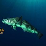 Patagonian Toothfish Ikan yang ditemukan di Perairan Dingin