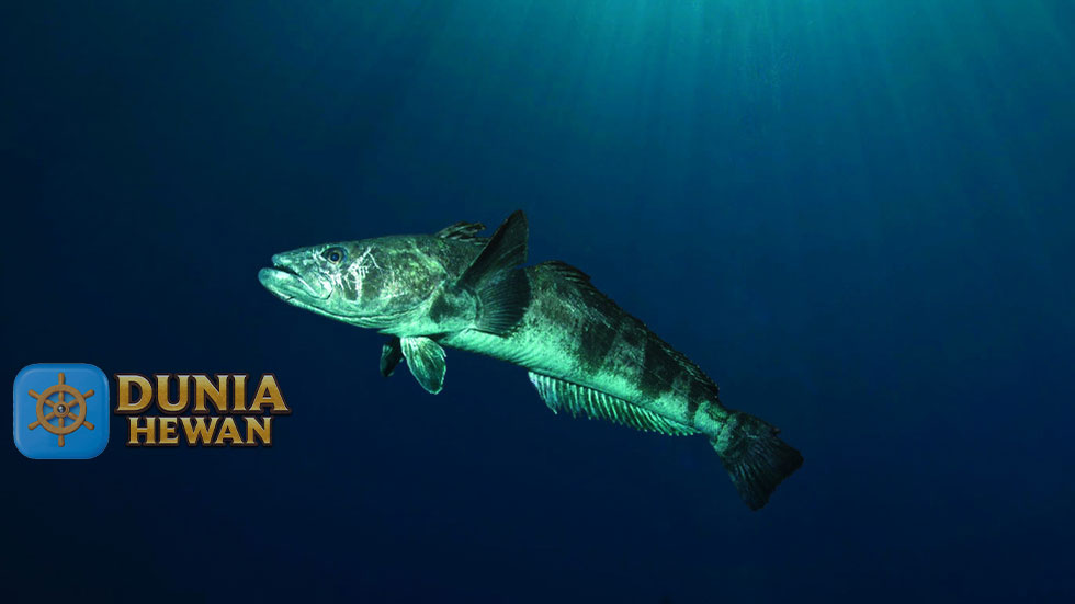 Patagonian Toothfish Ikan yang ditemukan di Perairan Dingin
