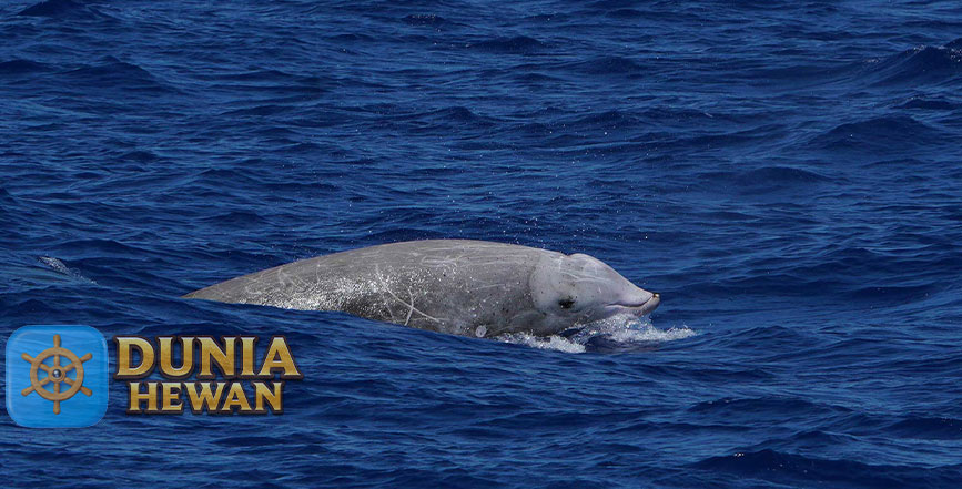 Cuviers Beaked Whale Dive Paus Menghuni Perairan Dalam 300m