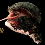 Scaly-foot Snail Siput Kaki Berisik yang Tinggal di Kedalaman Laut