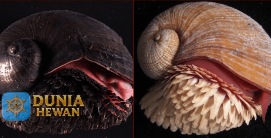 Scaly-foot Snail Siput Kaki Berisik yang Tinggal di Kedalaman Laut