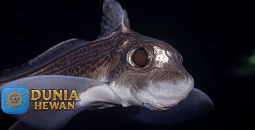 Chimaeras Ikan Bertulang Rawan dengan Sebutan Hiu Hantu