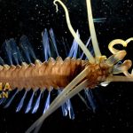 Squidworm Cacing Cumi-Cumi Pada Kedalaman Laut yang Dalam