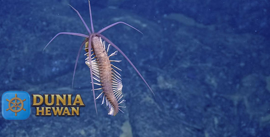 Squidworm Cacing Cumi-Cumi Pada Kedalaman Laut yang Dalam